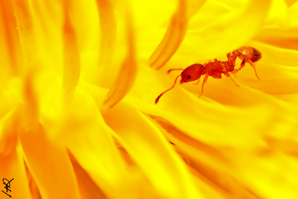 Temnothorax unifasciatus au coeur d'un pissenlit