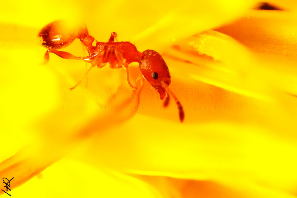 Temnothorax unifasciatus pose au coeur d'un pissenlit