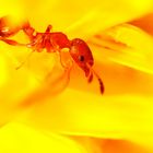 Temnothorax unifasciatus pose au coeur d'un pissenlit