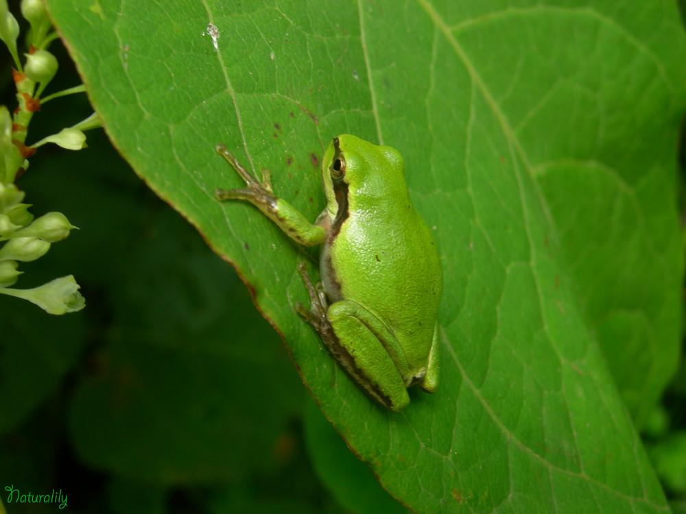 Témoin de Nature