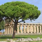 Tempel der Athene in Paestum