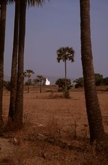 Tempel hinter Palmen, Bagan