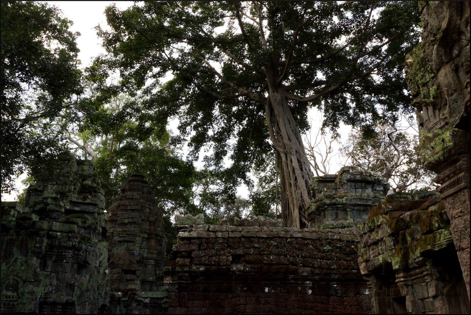 Tempel im Dschungel