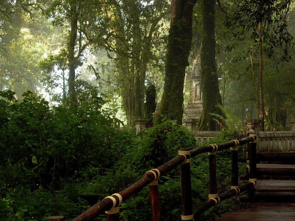 Tempel im Dschungel