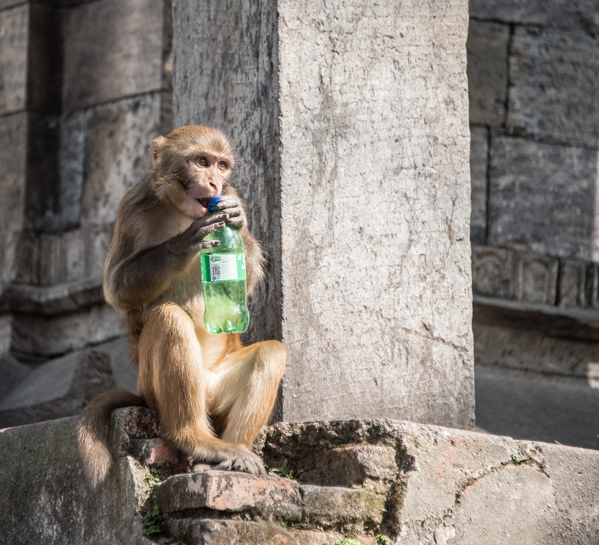 Tempel in Pasupatinath mit Affe