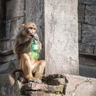 Tempel in Pasupatinath mit Affe