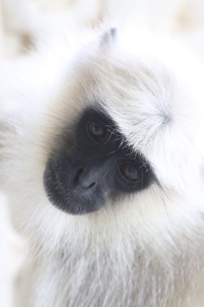 Tempel in Ranakpur: Grauer Langur (1)