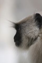 Tempel in Ranakpur: Grauer Langur (2)