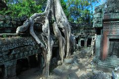 Tempel mit Baum 3