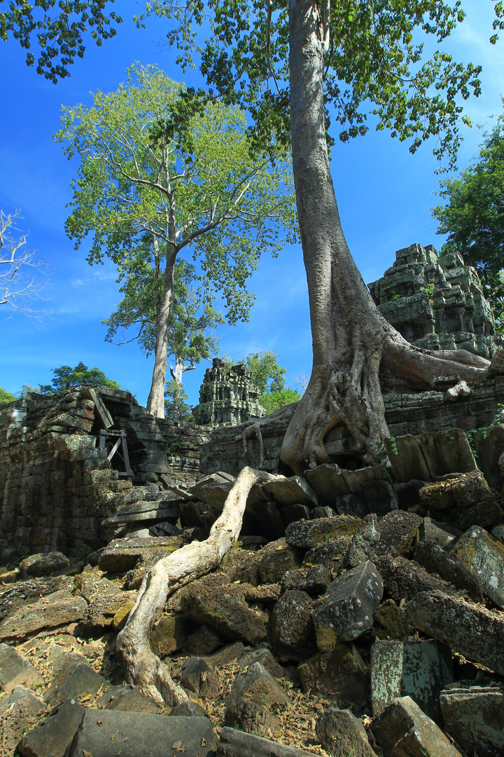 Tempel mit Baum