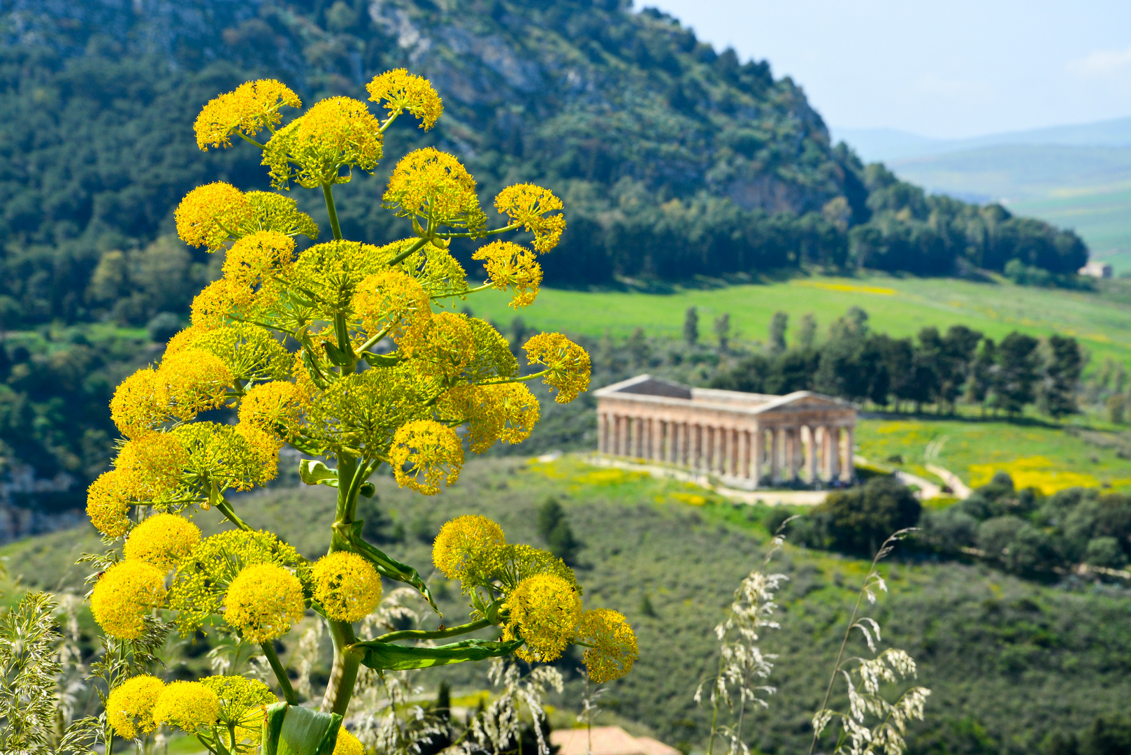 Tempel von Segesta 2