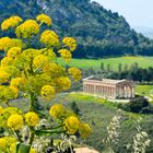 Tempel von Segesta 2