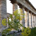 Tempel von Segesta/Sizilien
