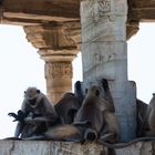 Tempelaffen auf der Festung Chittorgarh