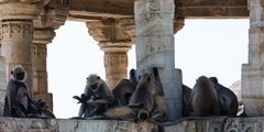 Tempelaffen auf der Festung Chittorgarh