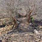 Tempelbezirk von Wat Phou, Laos Februar 2018