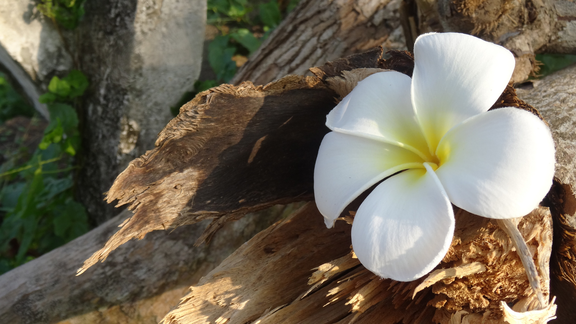 Tempelblume auf Srilanka