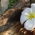 Tempelblume auf Srilanka