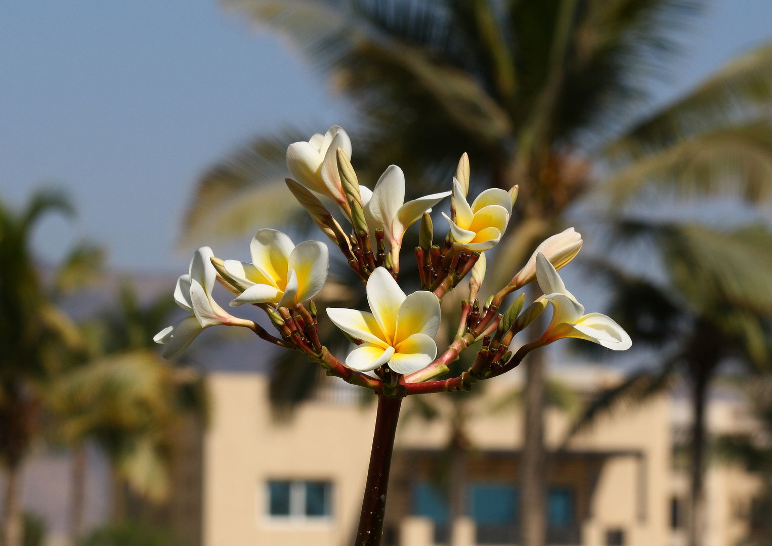 Tempelblume im Oman,Salalah