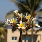 Tempelblume im Oman,Salalah