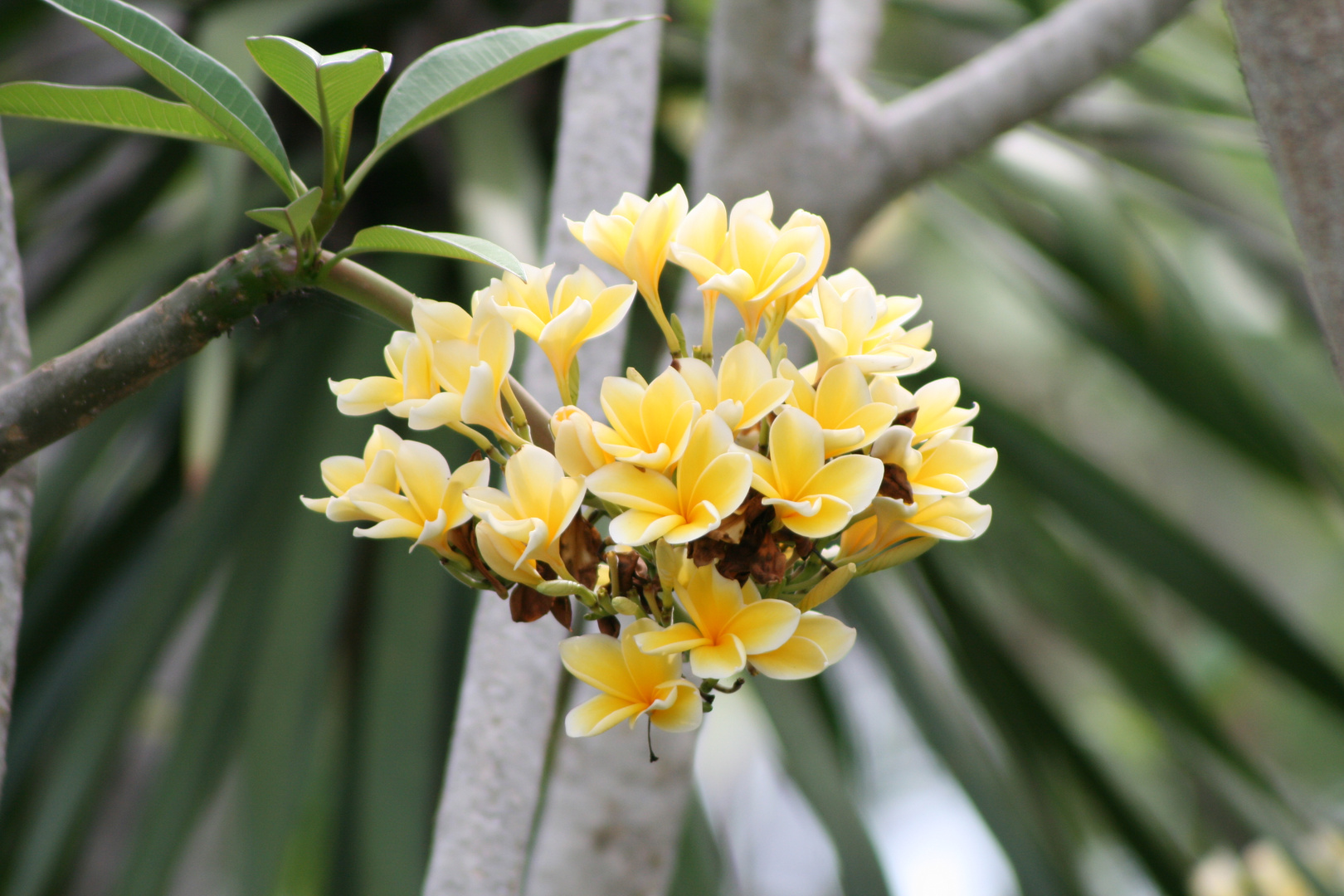 Tempelblume Plumeria