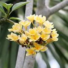 Tempelblume Plumeria