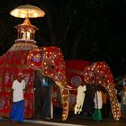 Tempelelefant beim Navam Perahera 1