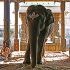 Tempelelefant im Arunachalashvara Tempel