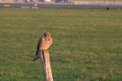 Tempelhof am Morgen