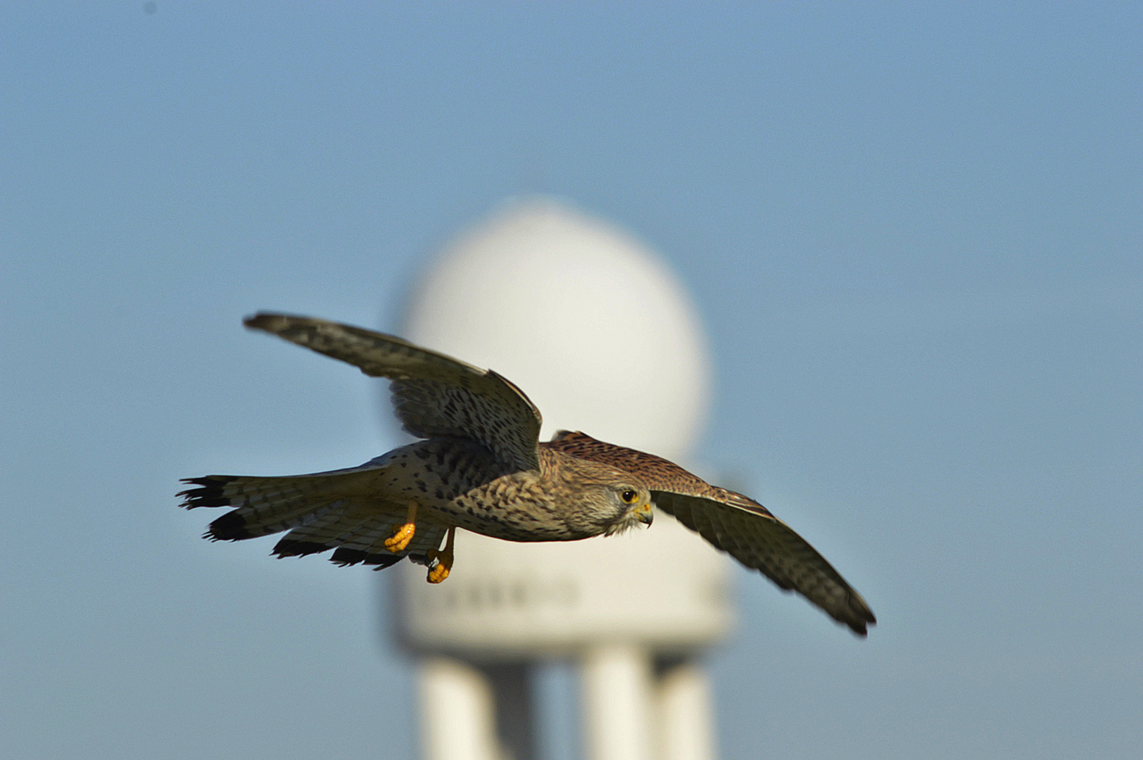 Tempelhofer Feld Foto & Bild tiere, wildlife, wild lebende vögel