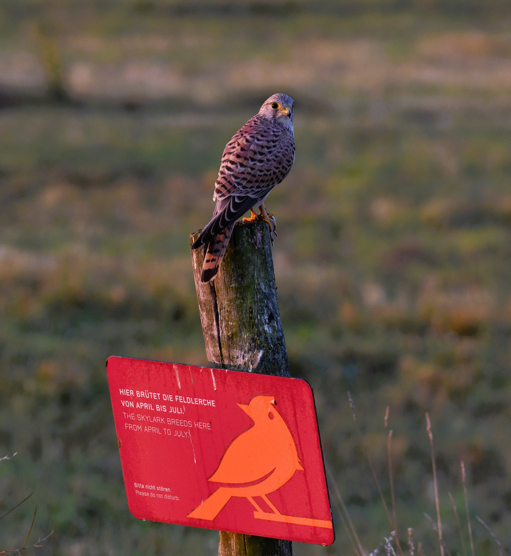 Tempelhofer Feld mit Falke