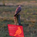 Tempelhofer Feld mit Falke