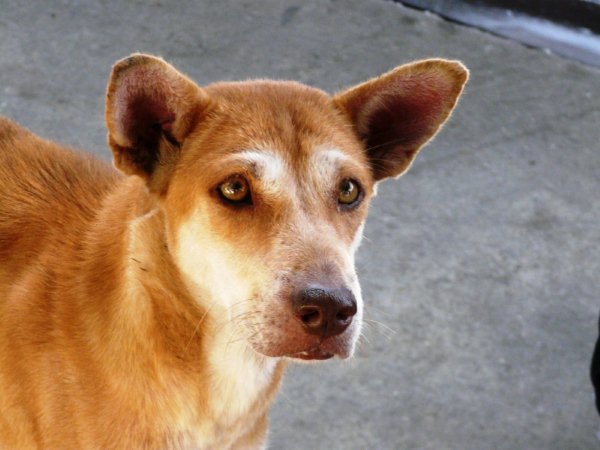 Tempelhund in Thailand Foto & Bild | tiere, haustiere, hunde Bilder auf fotocommunity