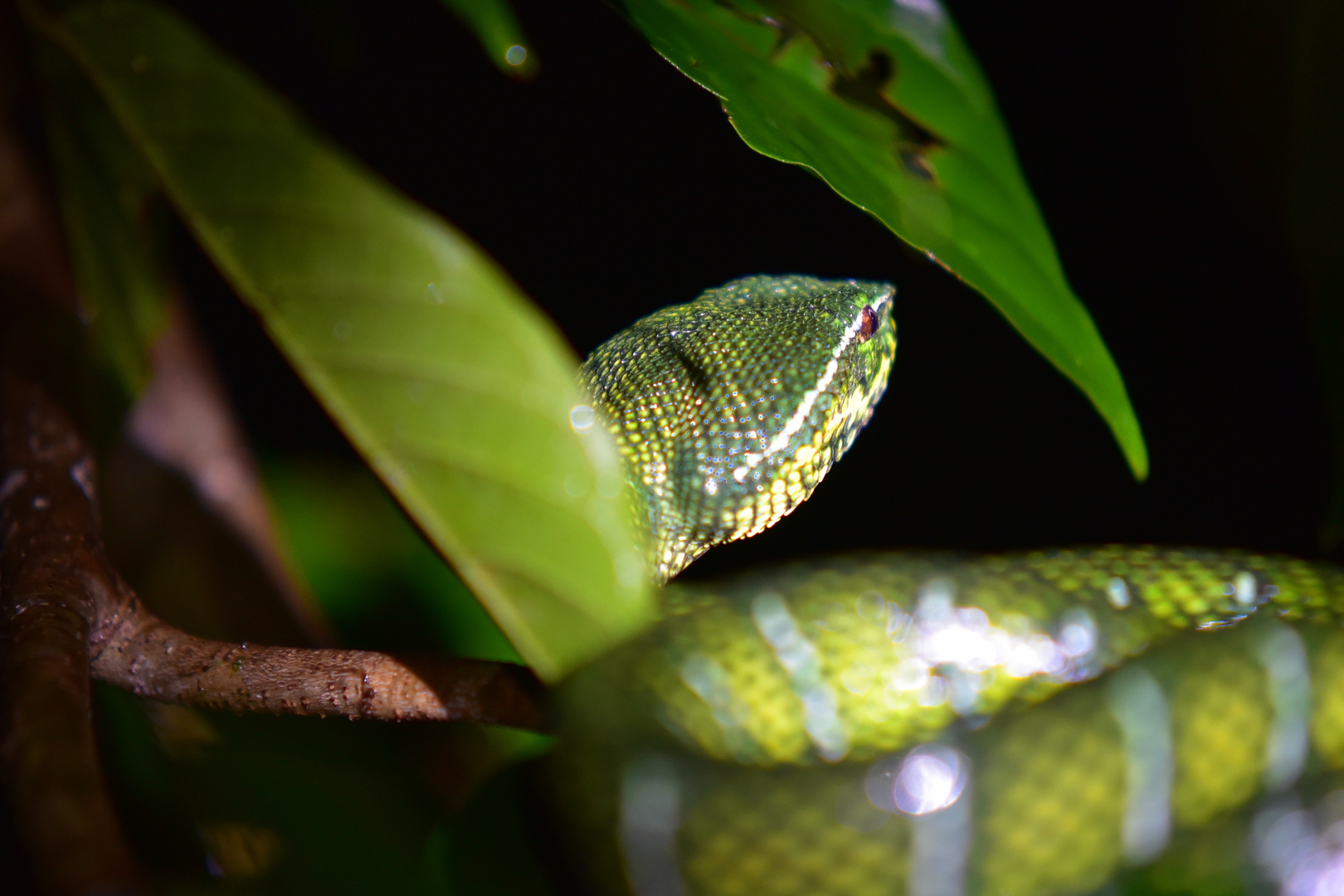 Tempelotter (Green Viper), Borneo, Bako NP