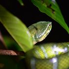 Tempelotter (Green Viper), Borneo, Bako NP