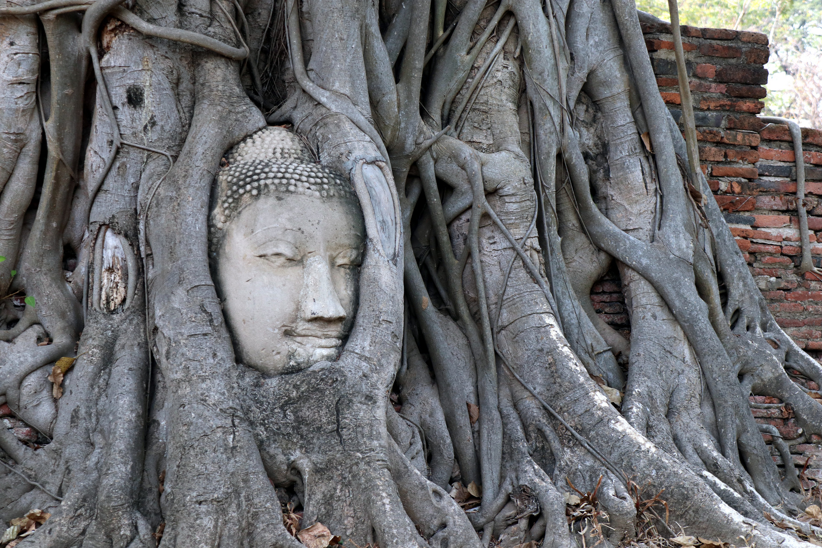 Tempelruine Ayutthaya Bangkock