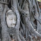 Tempelruine Ayutthaya Bangkock