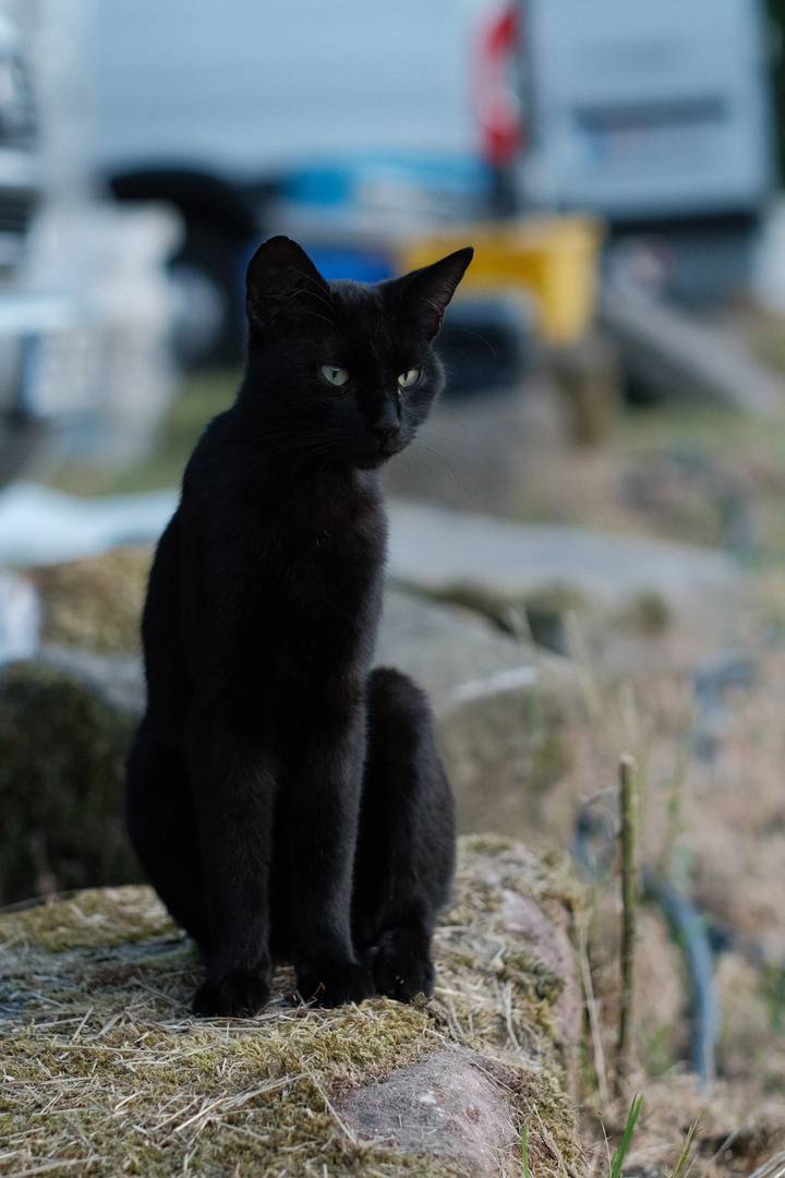 Tempeltkatz' uff'm Campingplatz