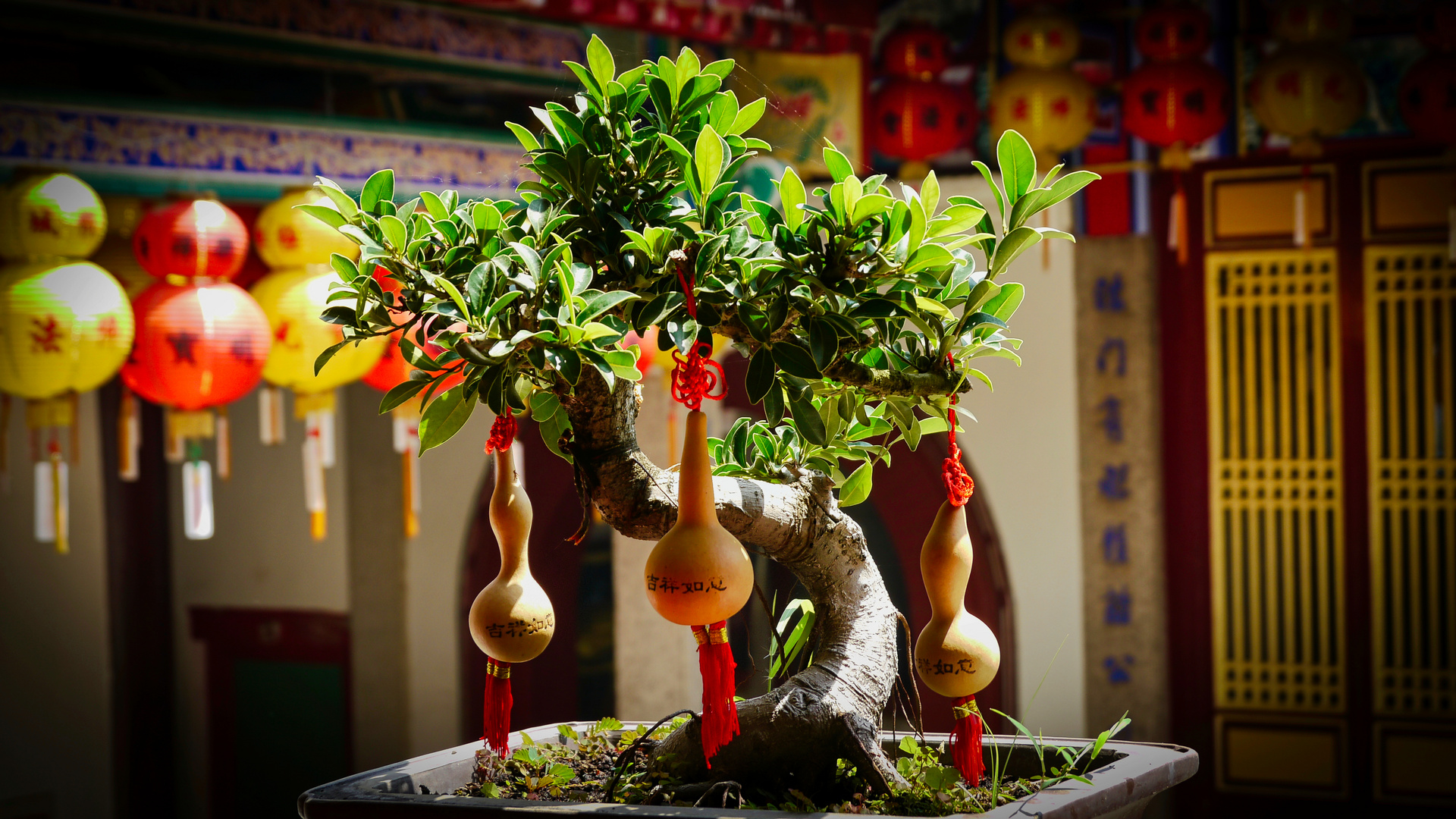 Temple Bonsai