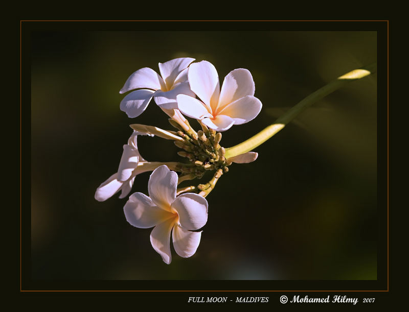 temple flower