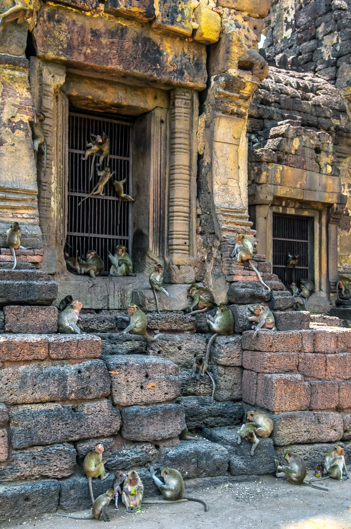 Temple full of monkeys