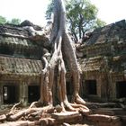 Temple in the jungle