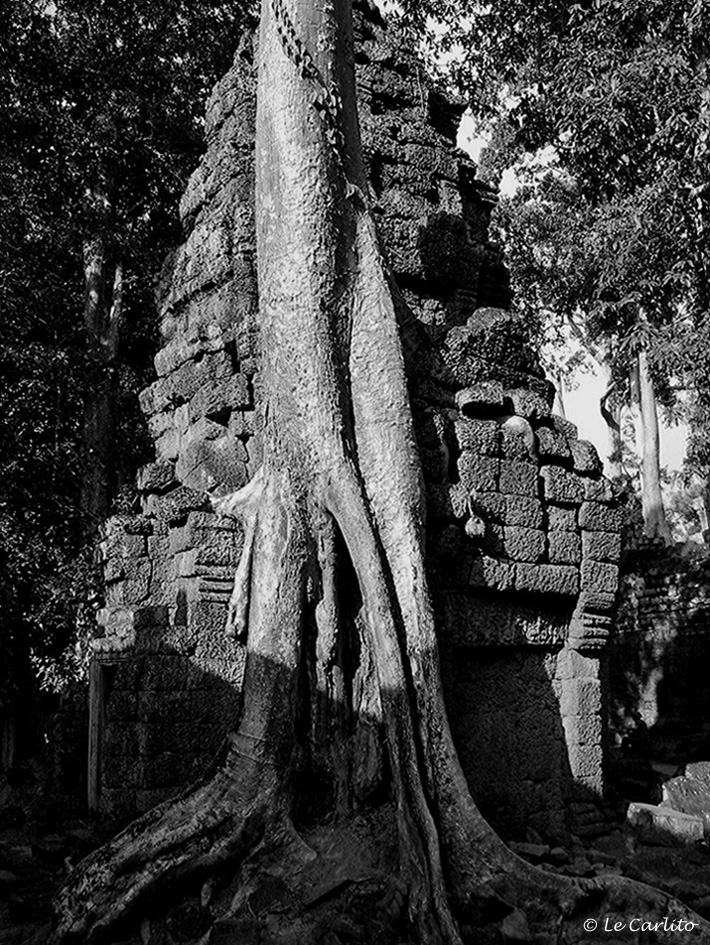 Temple Ta Prohm