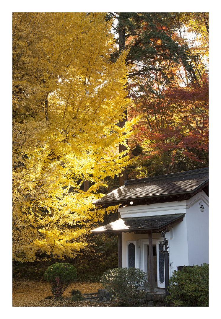 Temple to get in autumn -VI