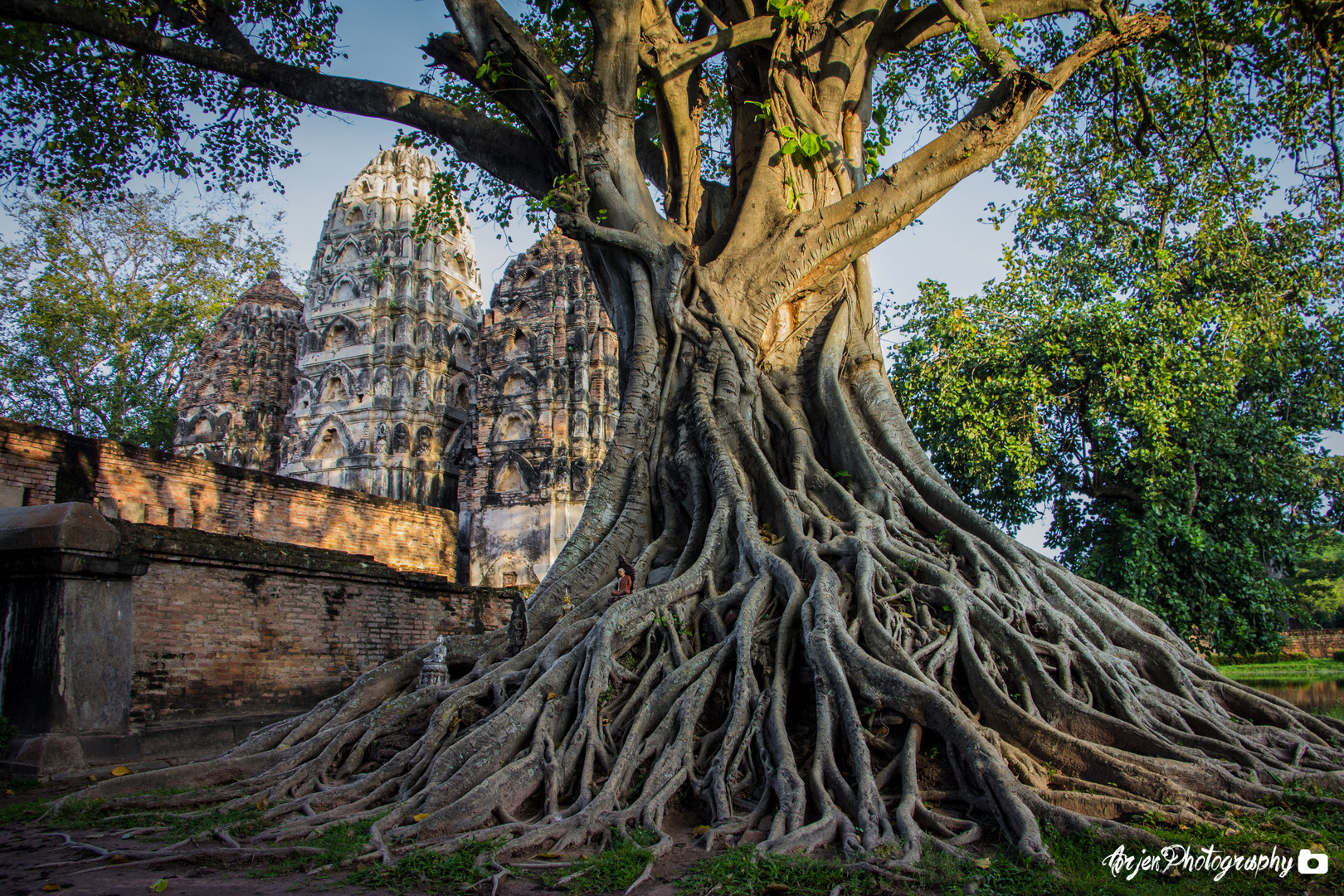 Temple Tree