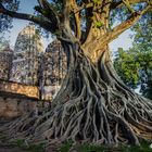 Temple Tree