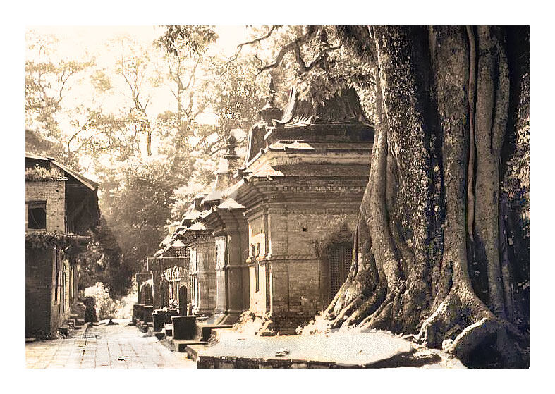 Temples under the Banyantree