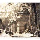 Temples under the Banyantree