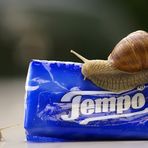 Tempo.......