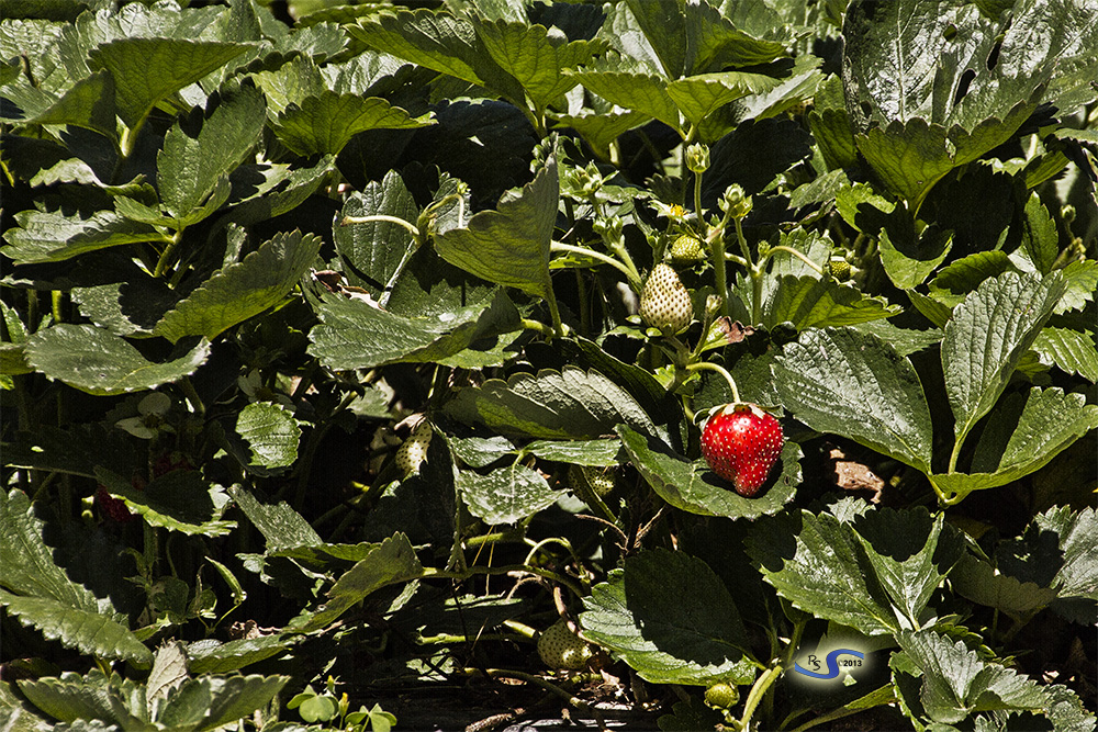 Tempo di fragole